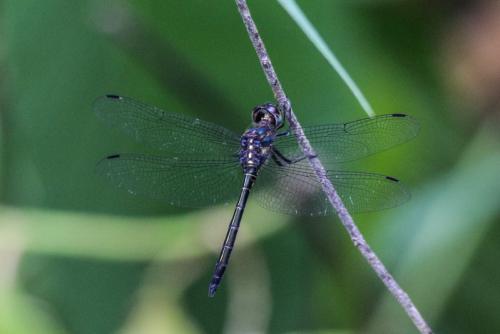 Cratilla lineata